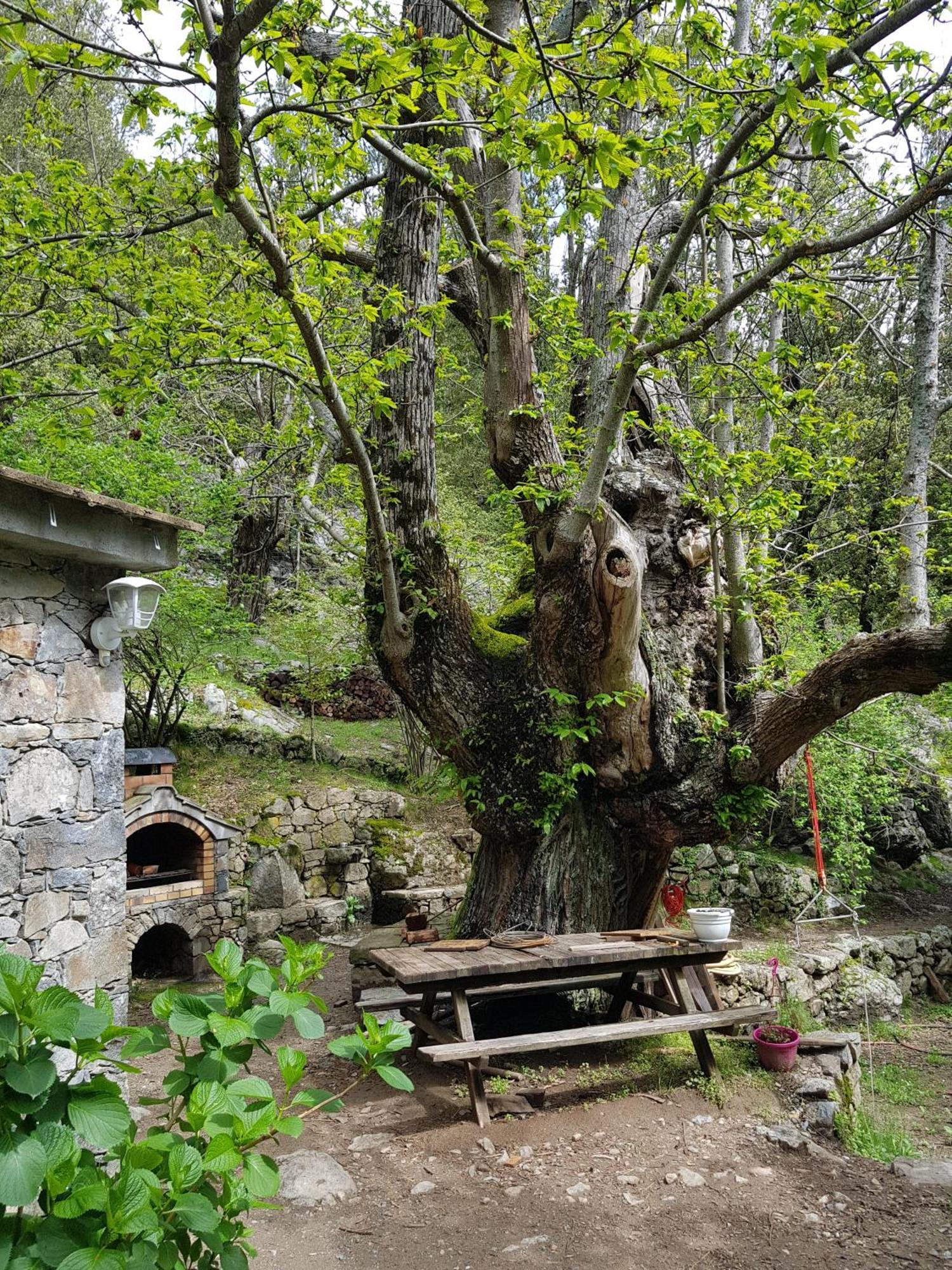 Chambre D'Hote "Chez Antoinette Et Charles" Santo-Pietro-di-Venaco Exterior foto